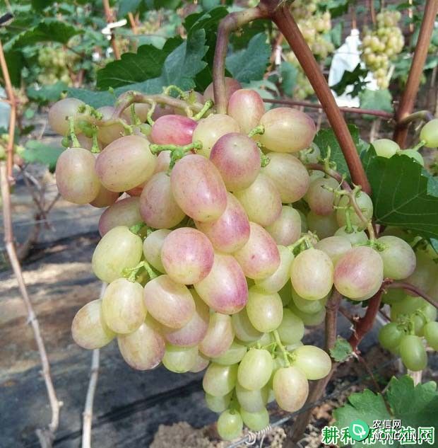 种植葡萄用什么药可以推迟葡萄成熟