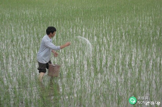 种植水稻需要多少肥料