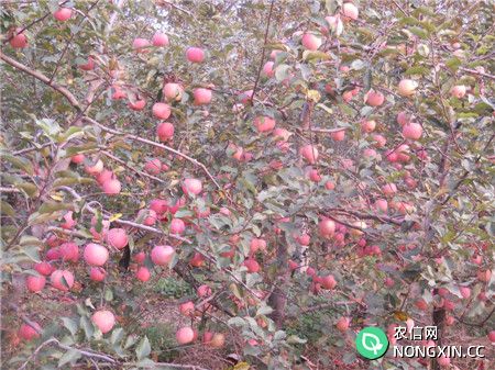 寒富苹果树图片