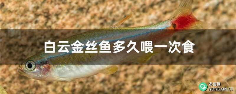 白云金丝鱼多久喂一次食