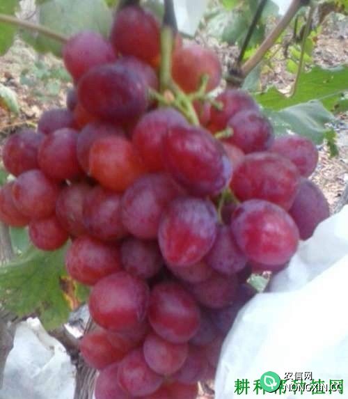 钟山红葡萄品种好不好