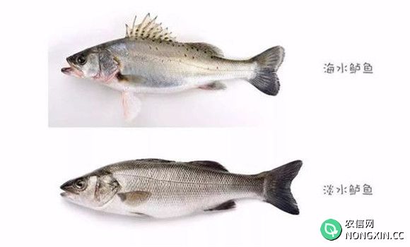 海鲈鱼和河鲈鱼的区别