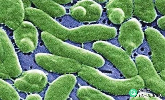 食用菌细菌性病害有哪几种