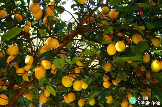 柠檬结果树怎么修剪