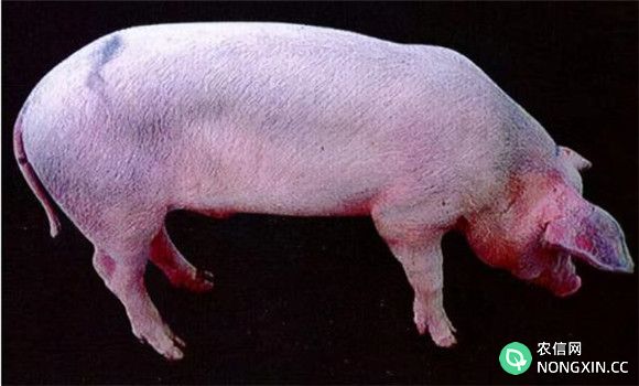 猪瘟的病原是什么