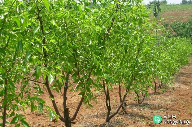 枣树一亩地可以种植多少棵
