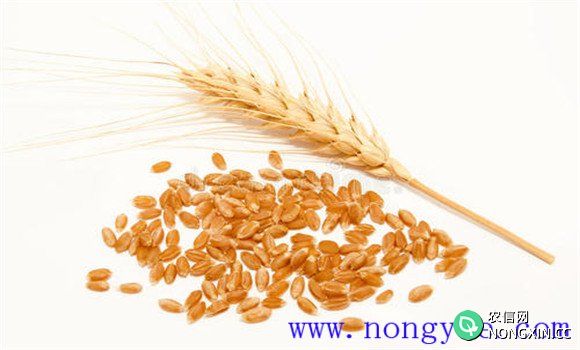 小麦种子保存方法