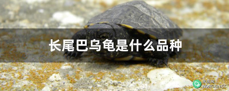 长尾巴乌龟是什么品种