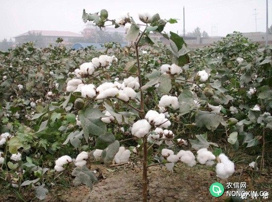 棉花品种怎么选