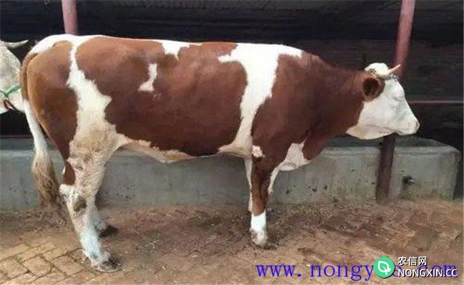 母牛产道炎病的症状表现和防治方法