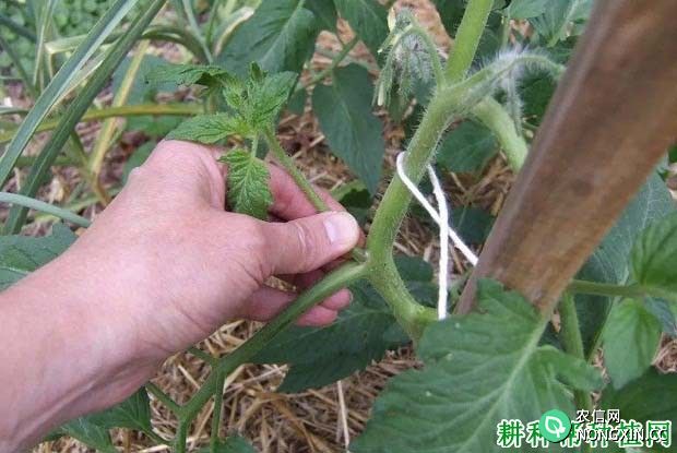 番茄侧枝为什么要摘除 番茄摘除侧枝需要注意什么