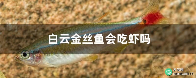 白云金丝鱼会吃虾吗