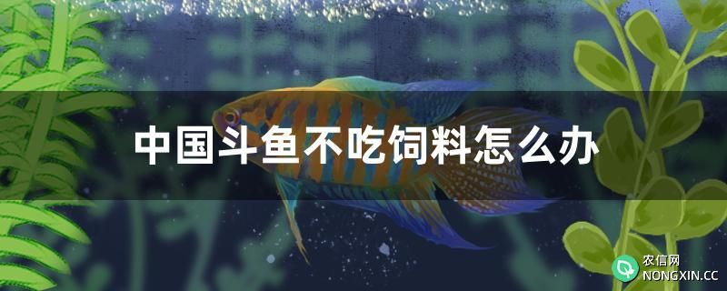 中国斗鱼不吃饲料怎么办