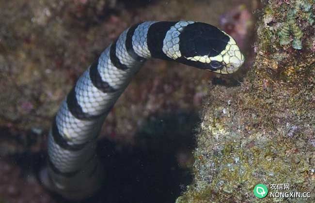海蛇有毒吗