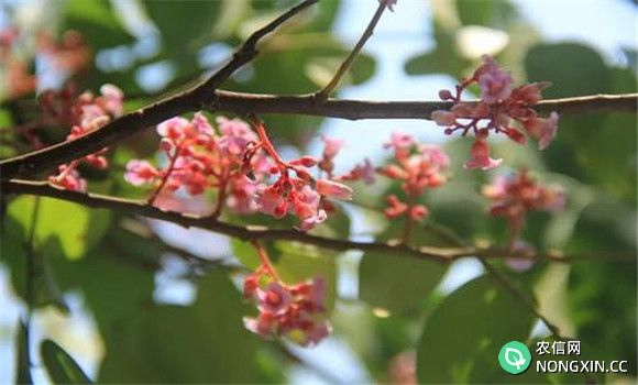 杨桃树如何疏花疏果