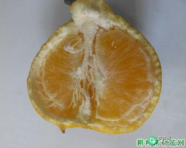 爱来水柑橘品种介绍