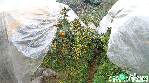 种植柑橘冬季如何防冻