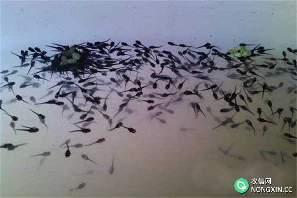 黑鱼鱼卵孵化