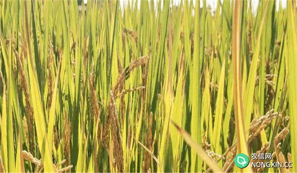 预防水稻烂秧的措施