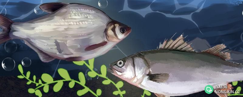 鱼塘养殖鱼饲料配方，常见鱼的饲料怎么制作
