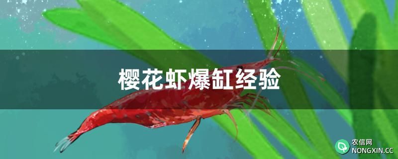樱花虾爆缸经验