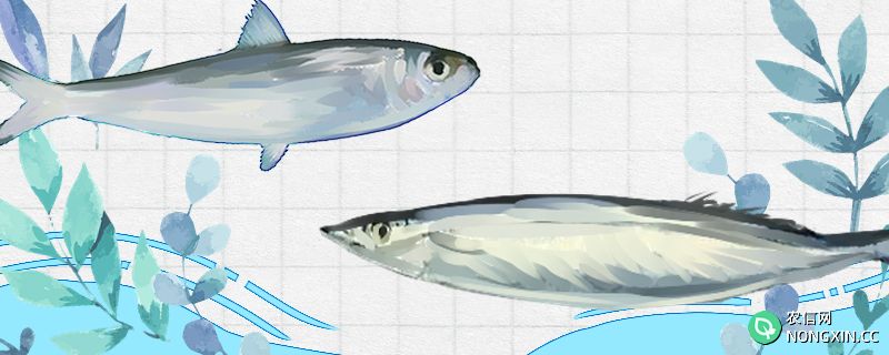 沙丁鱼和秋刀鱼是同一种鱼吗，有什么区别