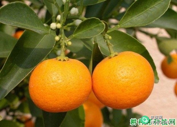 橘湘早柑橘品种好不好