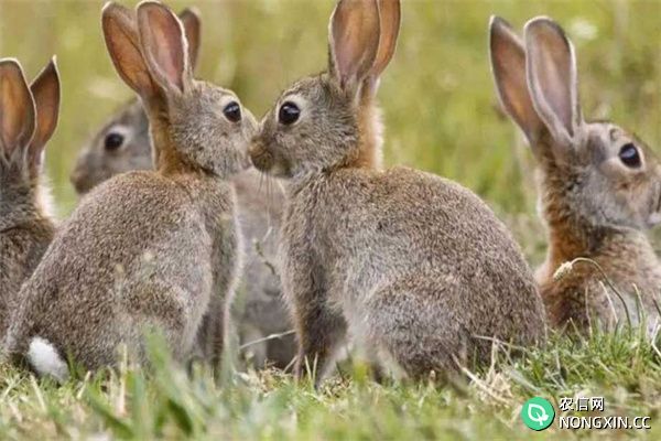 野兔养殖需要办理什么手续