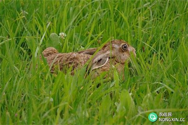 野兔是不是国家保护动物