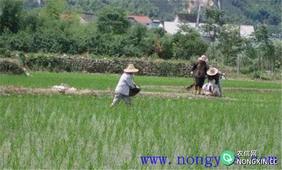 水稻直播高产栽培技术的步骤与要点