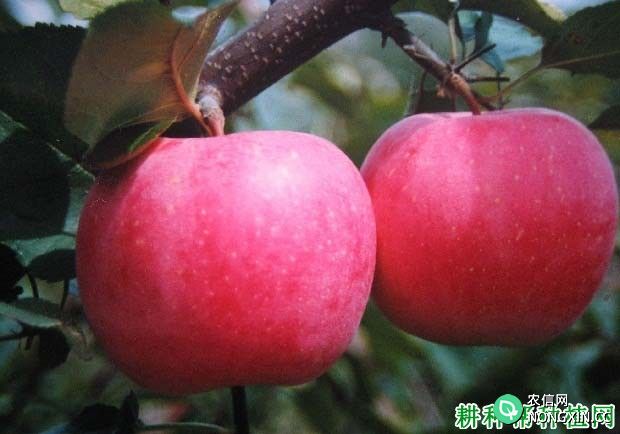 甘红苹果树品种好不好