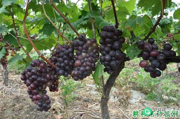 种植葡萄用什么钾肥好