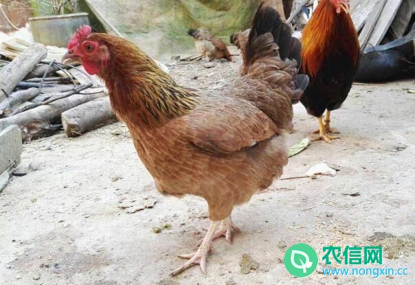 清远麻鸡（清远走地鸡），广东清远的地方土鸡品种(1)