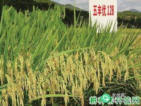 五丰优128水稻品种好不好