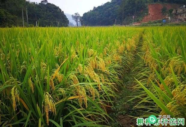宜香99Ｅ-4水稻品种好不好