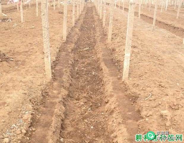 红地球葡萄如何直插种植 红地球葡萄怎么样直插建园