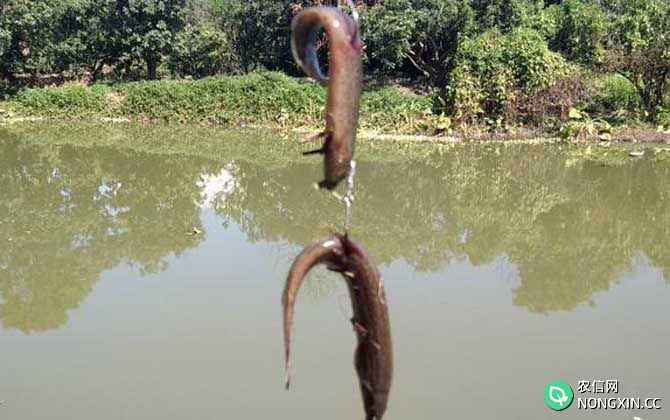 泥鳅钓鱼
