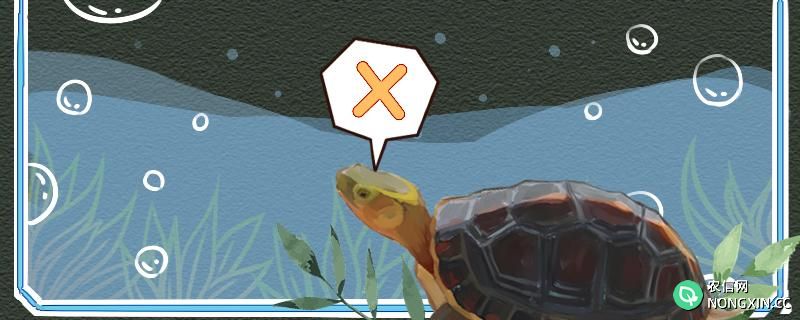 黄缘闭壳龟可以深水养吗，可以冷水养吗