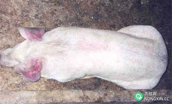 猪繁殖与呼吸综合征诊断方法