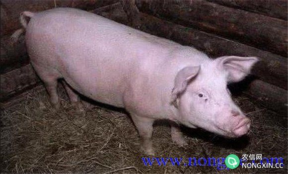 猪繁殖与呼吸综合征的危害特点