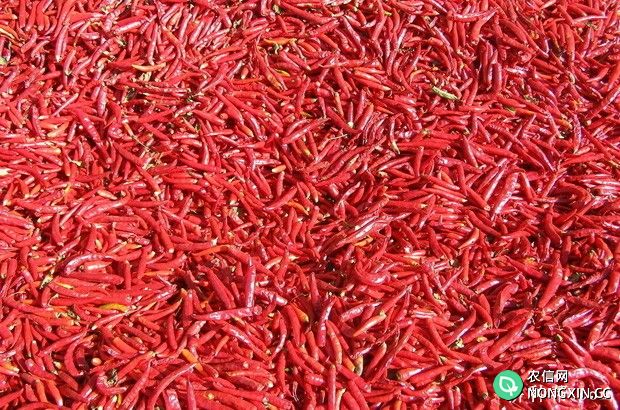 吃辣椒的功效与作用是什么