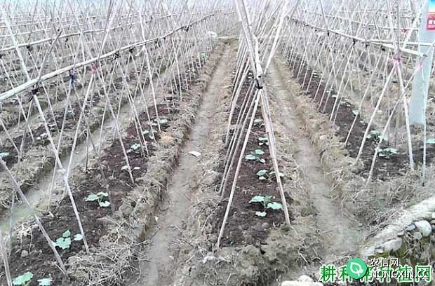 冬瓜棚架种植技术