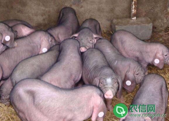 太湖黑猪品种简介，产自太湖的六白山黑猪(3)