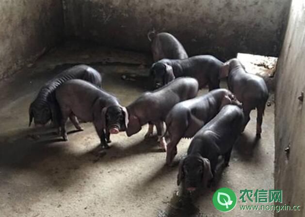 太湖黑猪品种简介，产自太湖的六白山黑猪(2)