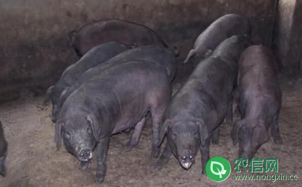 太湖黑猪品种简介，产自太湖的六白山黑猪(1)