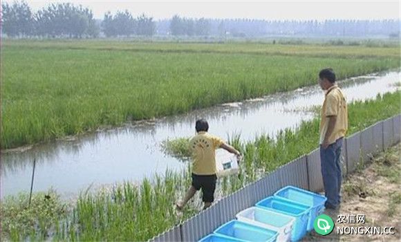 稻田养殖小龙虾技术