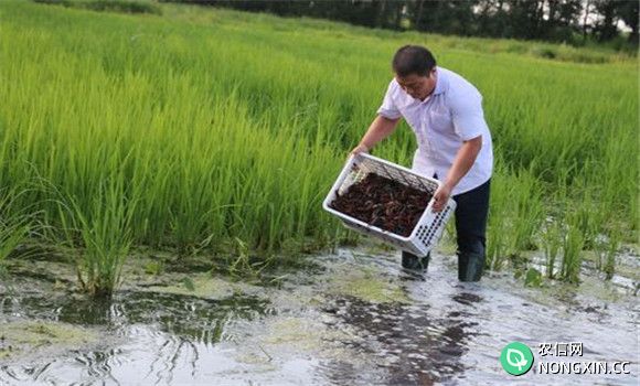 稻田养殖小龙虾注意事项