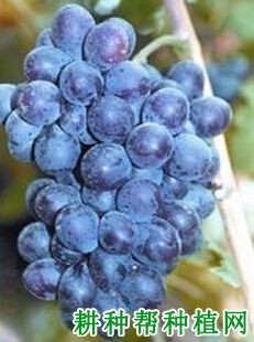 高千穗葡萄品种好不好 种植高千穗葡萄需要注意什么