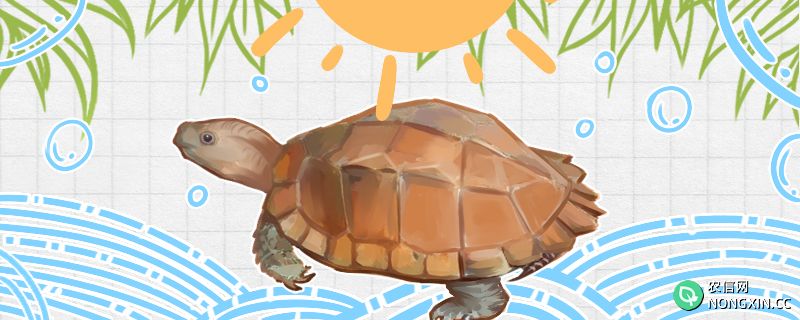 锯缘龟怎么养，需要晒太阳吗