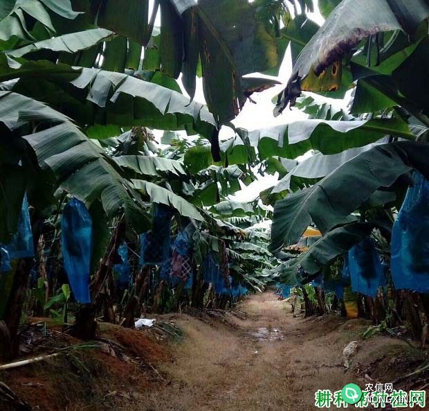 种植香蕉施肥的依据是什么 香蕉施肥比例是怎么样